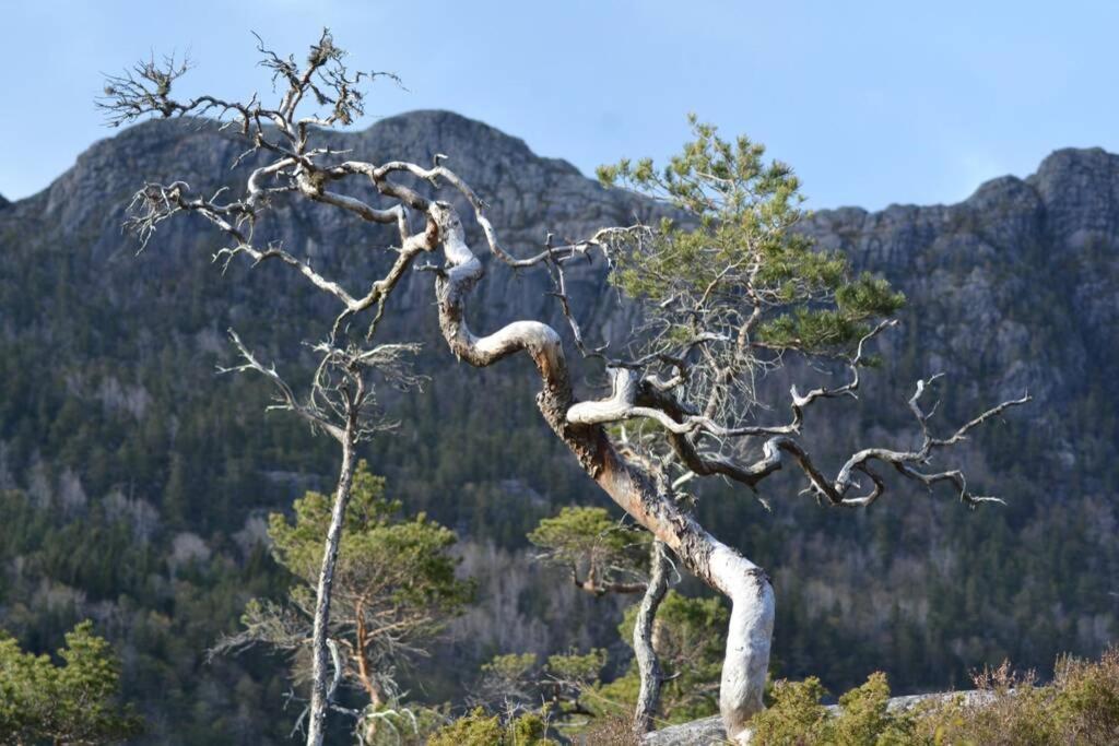Treehut, nature, birds, silence&fjord Samlanes Eksteriør bilde